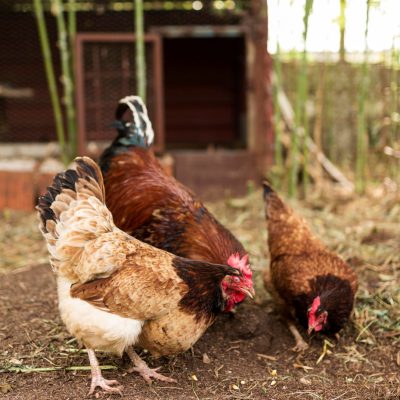 How Microencapsulated Ingredients Are Redefining Modern Food Product